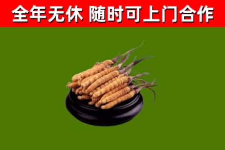阿克陶烟酒回收冬虫夏草.jpg