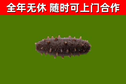 阿克陶烟酒回收干海参.jpg